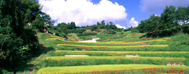筋湯温泉や九重温泉郷に旅行へ行きたいですね。